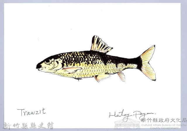 泰雅文物畫冊1-99台灣石（魚賓）-1藏品圖，第1張
