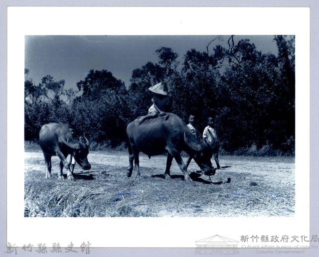 牧童與水牛藏品圖，第1張