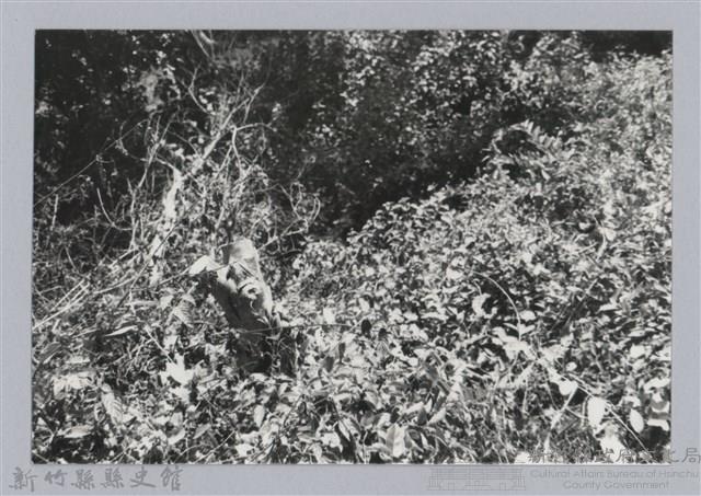 林保仁縣長主政照片：新竹縣芎林堤防防汛搶救演習-19藏品圖，第1張