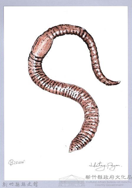 泰雅文物畫冊2-14歐洲紅蚯蚓藏品圖，第1張
