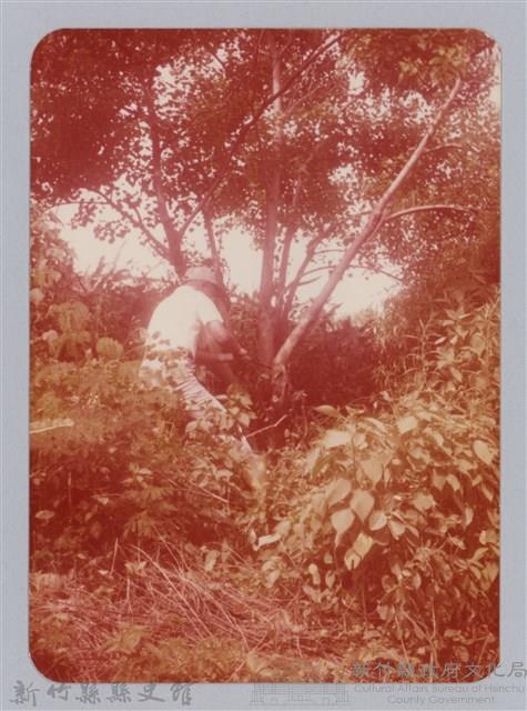 林保仁縣長主政照片：新竹縣七十一年度高莖作物砍成果-26藏品圖，第1張