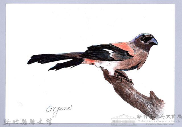 泰雅文物畫冊1-43灰樹鵲藏品圖，第1張