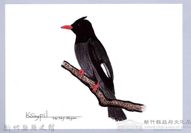 泰雅文物畫冊1-54紅嘴黑鵯藏品圖，第1張