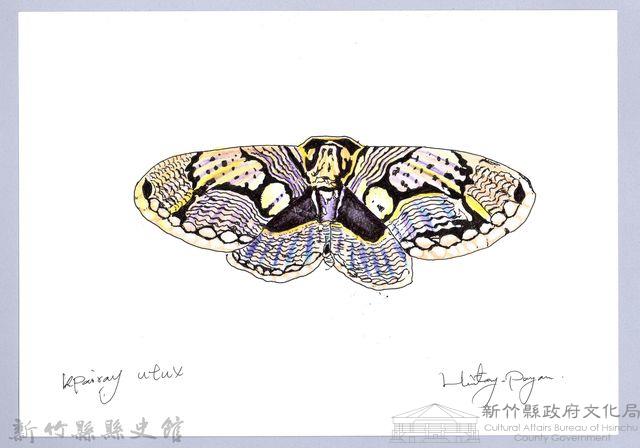 泰雅文物畫冊2-34雙尾蛺蝶藏品圖，第1張