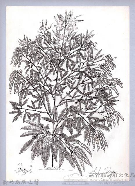 黑帶巴彥畫冊-69作物耕種：樹豆藏品圖，第1張