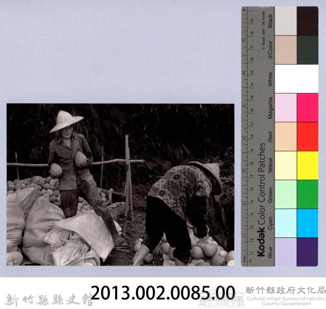 文旦柚收成（2004）藏品圖，第4張