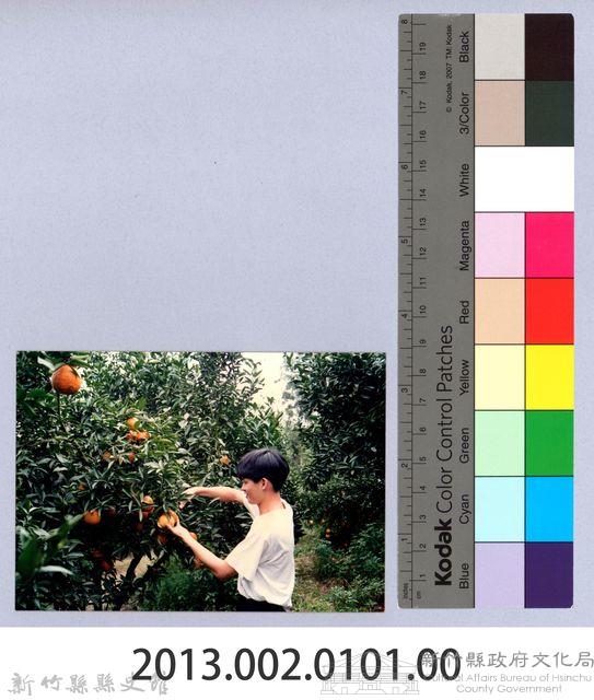 橘園藏品圖，第4張