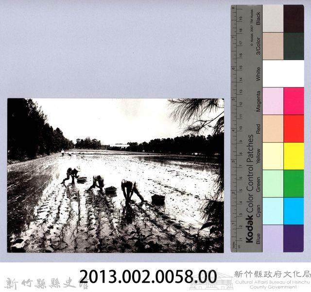 插秧（1980，新竹南寮）藏品圖，第4張