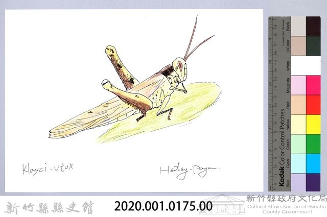 泰雅文物畫冊1-176白條細蝗藏品圖，第2張