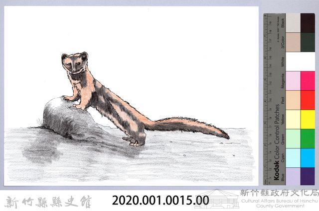 泰雅文物畫冊1-15黃鼠狼藏品圖，第2張