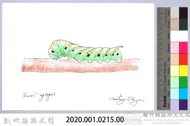 泰雅文物畫冊2-27粉綠白腰天蛾幼蟲藏品圖，第2張