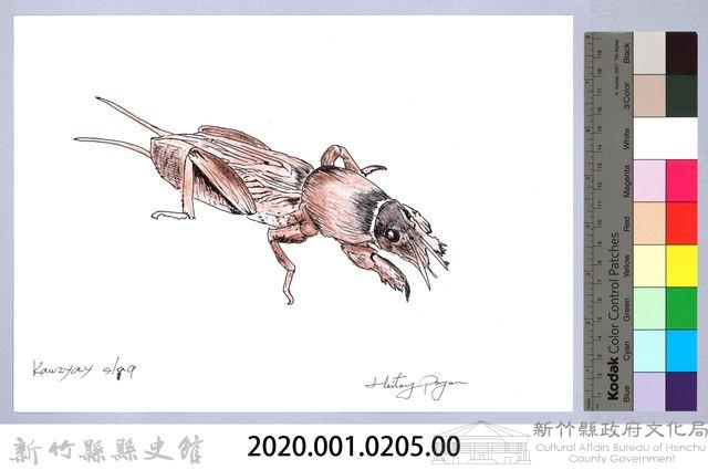 泰雅文物畫冊2-17螻蛄-2藏品圖，第2張