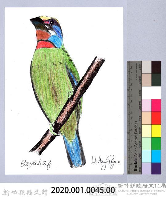 泰雅文物畫冊1-46五色鳥藏品圖，第2張