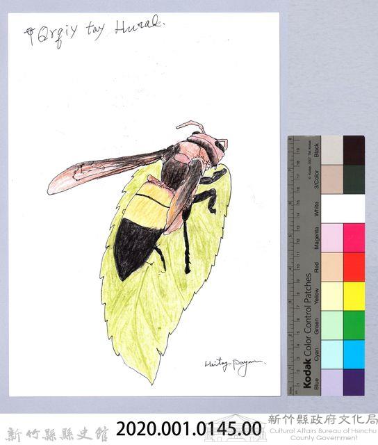 泰雅文物畫冊1-111黃腰虎頭蜂藏品圖，第2張