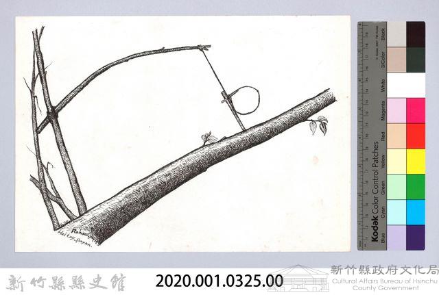 狩獵用具漁用-37飛鼠陷阱藏品圖，第2張