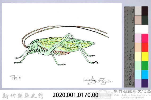 泰雅文物畫冊1-171臺灣騷蟴藏品圖，第2張