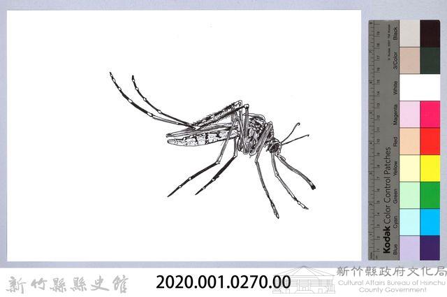 泰雅文物畫冊3-25三斑家蚊藏品圖，第2張