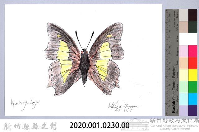 泰雅文物畫冊2-42菜粉蝶藏品圖，第2張