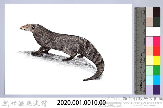 泰雅文物畫冊1-10棕簑貓藏品圖，第2張