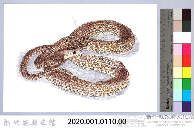 泰雅文物畫冊1-128王錦蛇(幼蛇)藏品圖，第2張