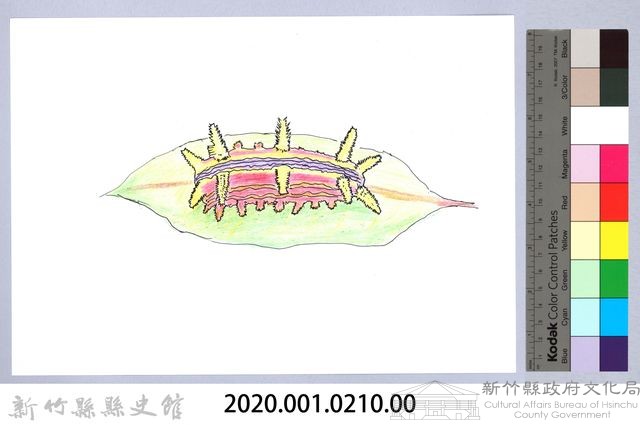 泰雅文物畫冊2-22八字褐刺蛾幼蟲藏品圖，第2張