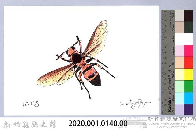 泰雅文物畫冊1-106黑尾虎頭蜂-1藏品圖，第2張