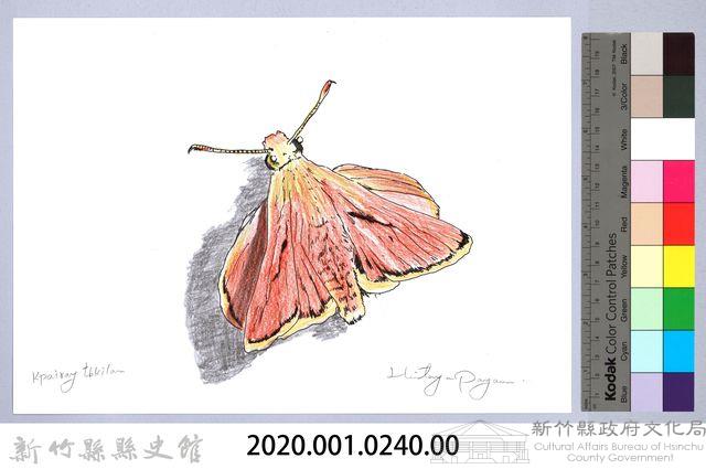 泰雅文物畫冊2-52黃斑索天蛾藏品圖，第2張