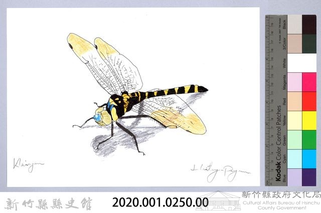 泰雅文物畫冊3-4琥珀蜻蜓藏品圖，第2張