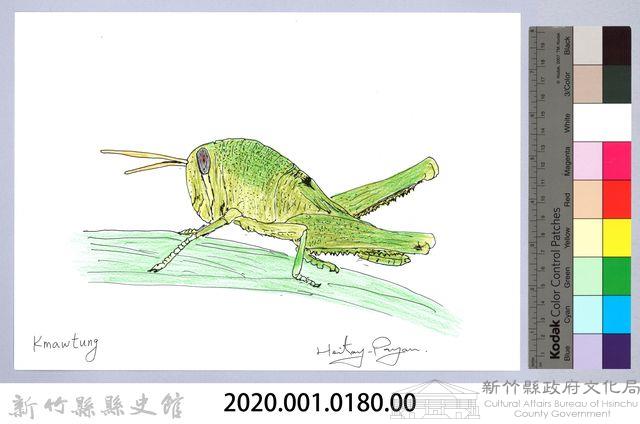 泰雅文物畫冊1-181台灣大蝗（若蟲階段）-1藏品圖，第2張