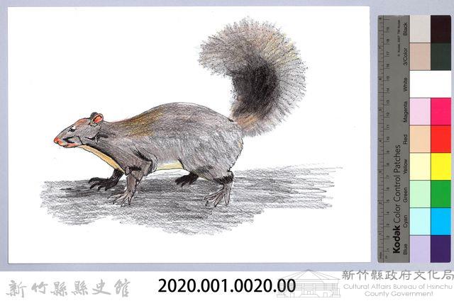 泰雅文物畫冊1-20長吻松鼠藏品圖，第2張