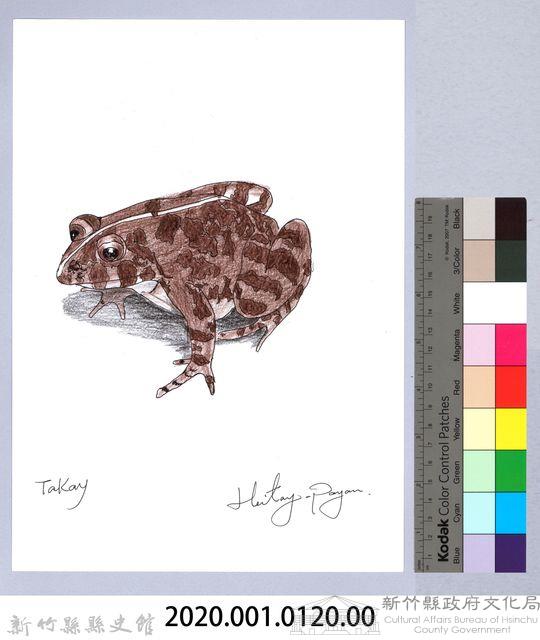 泰雅文物畫冊1-138澤蛙-1藏品圖，第2張