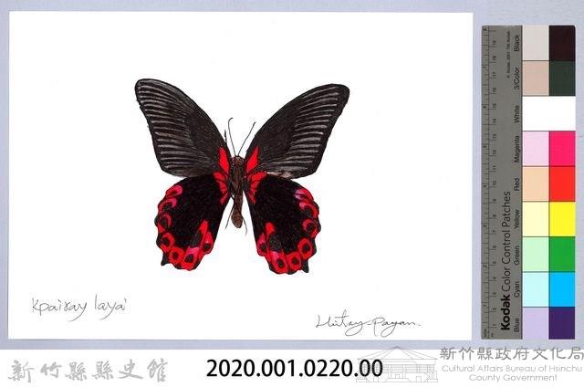 泰雅文物畫冊2-32曙鳳蝶藏品圖，第2張