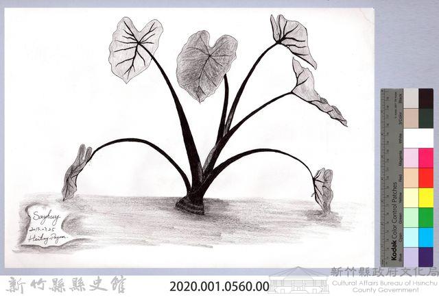 黑帶巴彥畫冊-67作物耕種：芋頭藏品圖，第2張