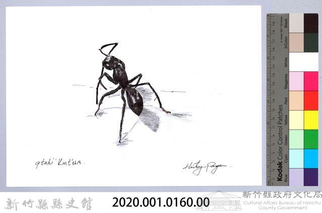 泰雅文物畫冊1-161黑山蟻藏品圖，第2張