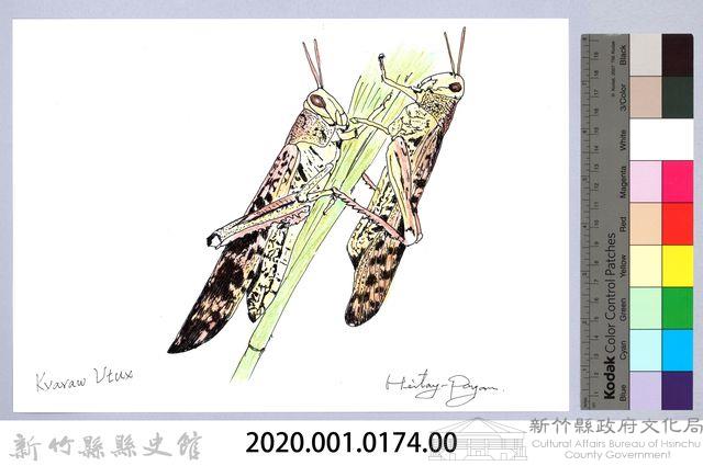 泰雅文物畫冊1-175斑蝗藏品圖，第2張