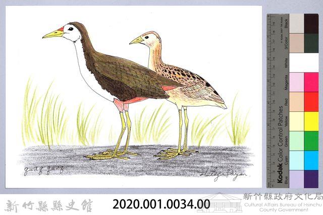 泰雅文物畫冊1-35白胸苦惡鳥藏品圖，第2張