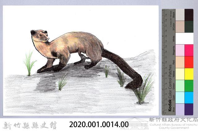 泰雅文物畫冊1-14黃喉貂藏品圖，第2張