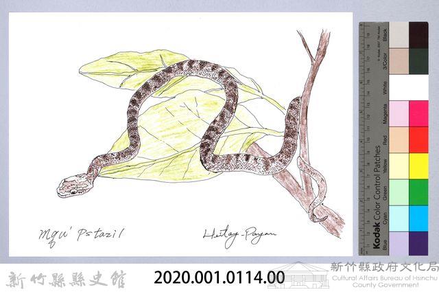 泰雅文物畫冊1-132大頭蛇藏品圖，第2張
