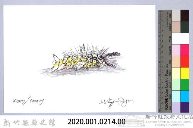 泰雅文物畫冊2-26褐帶蛾幼蟲藏品圖，第2張