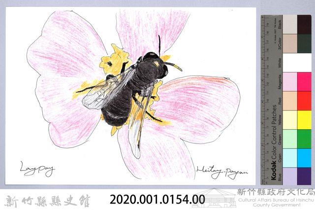 泰雅文物畫冊1-120酸蜂採蜜藏品圖，第2張