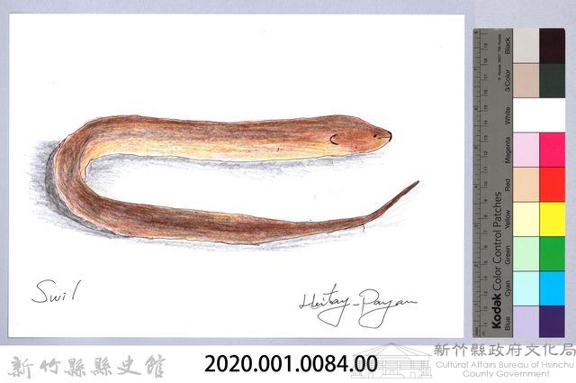 泰雅文物畫冊1-86黃鱔-1藏品圖，第2張