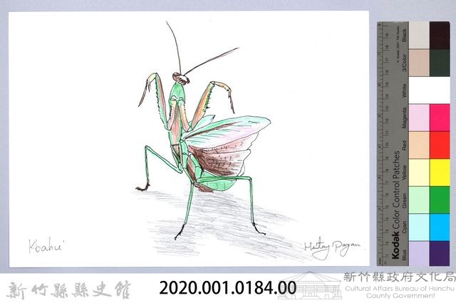 泰雅文物畫冊1-185薄翅大螳螂藏品圖，第2張