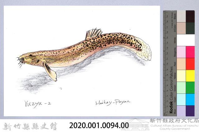 泰雅文物畫冊1-96泥鰍藏品圖，第2張