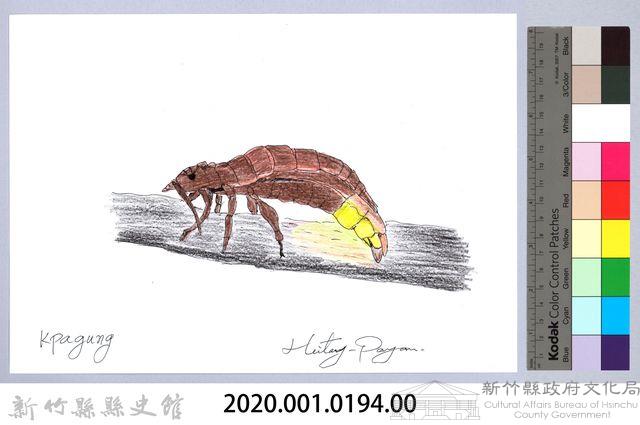 泰雅文物畫冊2-6螢火蟲-3藏品圖，第2張