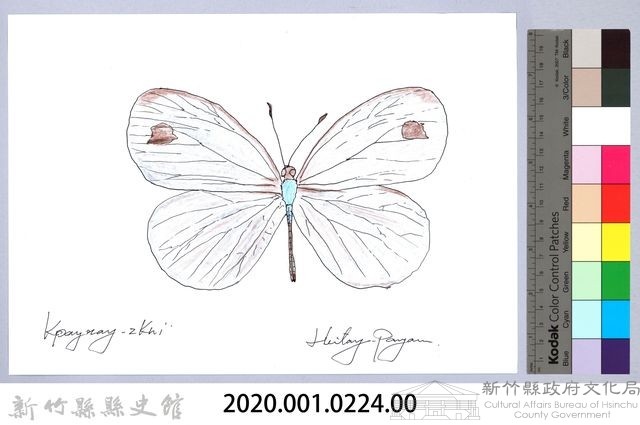 泰雅文物畫冊2-36黃斑弄蝶藏品圖，第2張
