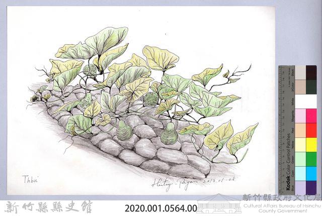 黑帶巴彥畫冊-71作物耕種：瓠瓜藏品圖，第2張