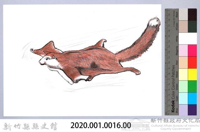 泰雅文物畫冊1-16白面鼯鼠藏品圖，第2張