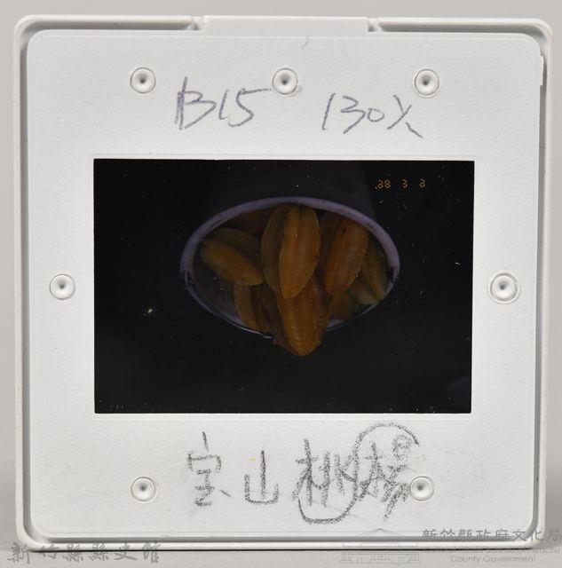 ［幻燈片］寶山楊桃１藏品圖，第2張