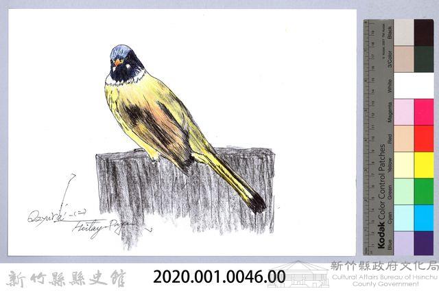 泰雅文物畫冊1-47白環鸚嘴鵯藏品圖，第2張