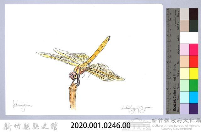 泰雅文物畫冊2-58褐斑蜻蜓藏品圖，第2張